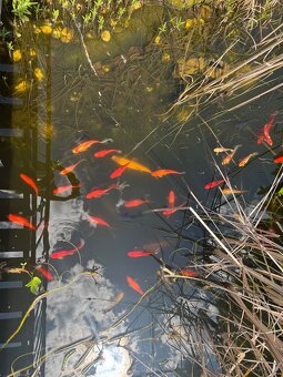 Koi kapre - 2