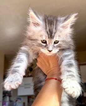 ❣️Mainská Mývalia ❣️mačiatka s PP Maine Coon - 2