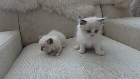 ragdoll,radgoll mačiatka k odberu - 2