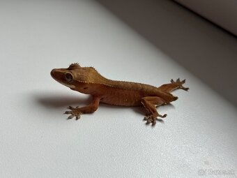 Ciliatus red samička - 2