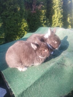 Zakrslý bielopesíkatý havanovitý - 2