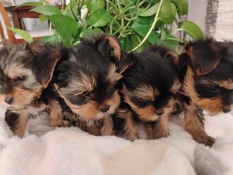 Yorkshirsky teriér mini - 2