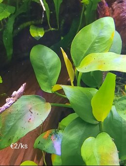 Predam akvarijne rastliny - 2