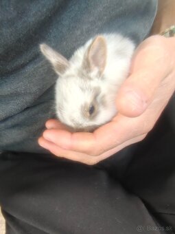 Predám zakrslych zajačikov - 2
