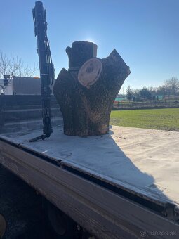 Predám kmeň javora - 2