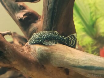 Clea Helena, Prisavnik - 2