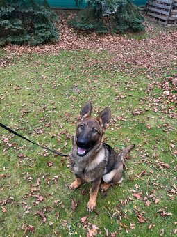 Fenka NO - FIALKA - 2