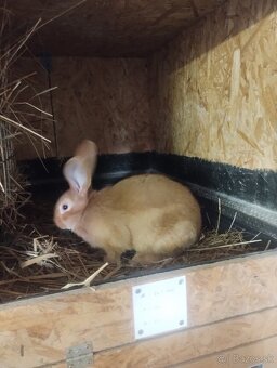 Burgundský králik - 2