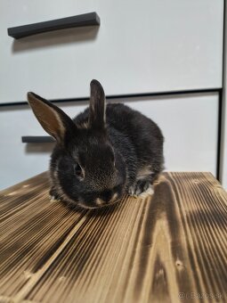 Malé klbká na adopciu - 2