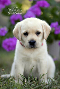 Labradorský retriever - štěniatka s PP - 2