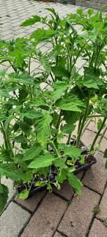 Priesady,planty,sadenice - 2