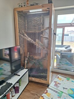 Leguán zelený - 2
