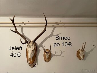 Trofeje na podložkách, parohy, parožie - 2