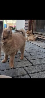 Pomeranian spic - 2