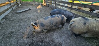 Predám Kune kune - 2