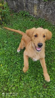 Zlatý retriever - 2