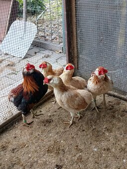 Araukana zdrobnělá pšeničná a žíhaná - 2