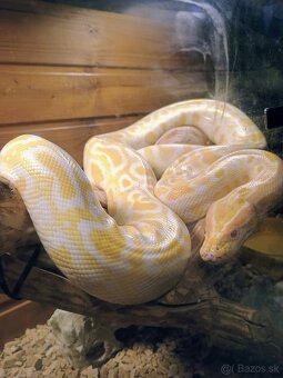 Pyton tmavy - 2