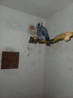 Predám samičku Žako kongo - 2