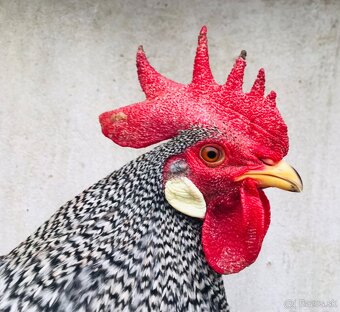 Zdr. Vlaška pásikovaná - 2