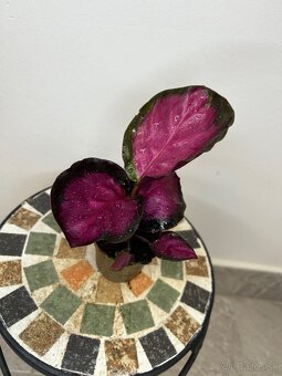 Calathea roseopicta ‘Rosy’ - 2