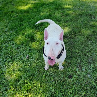 Bullterrier - 2