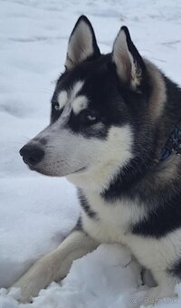 Darujem Sibírsky Husky - 2