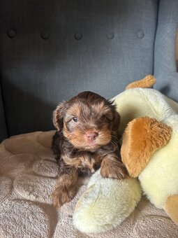 Yorkshire Terrier - 2