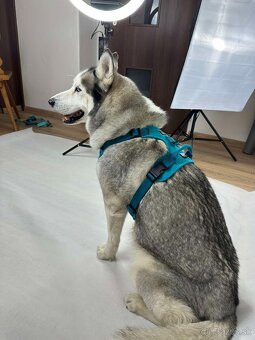 Postroj pre psa na mieru - 2