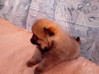 Oranžový špic-pomeranian - 2