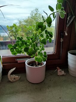 Nádchovník / rýmovník - 2