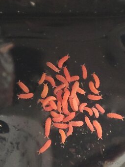 bilobella braunerae - červené chvostoskoky - 2