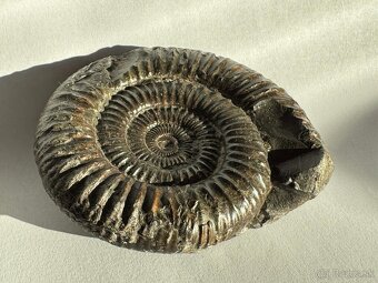 Predám peknú originálnu fosíliu amonita z obdobia jury - 2