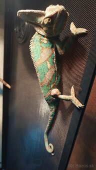Chameleon jemensky – par - 2