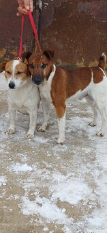 Jack russel terier - 2