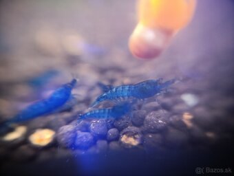 Krevetky blue topaz - 2