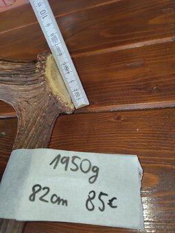 Predám jelenie parohy - 2