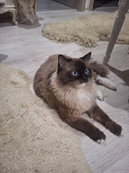 Ragdoll - 2
