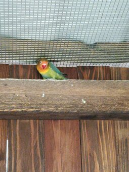 Agapornis - 2