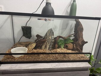 Koralovka mexicka + terarium a vybavenie - 2
