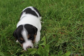 Jack Russell Teriér šteniatka - 2