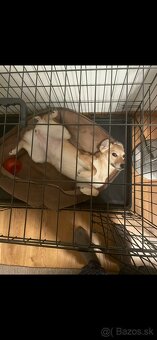 Klietka pre psíka - 2