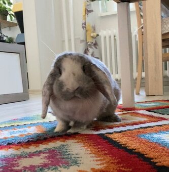 Zakrslý králik - 2