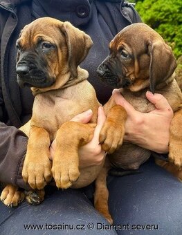 Tosa inu - krásná štěňátka s PP - 2