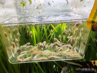 Albín prisavník - 2