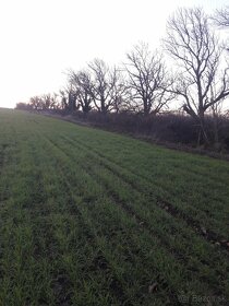 Čerešňové a orechové drevo na kúrenie a údenie - 2