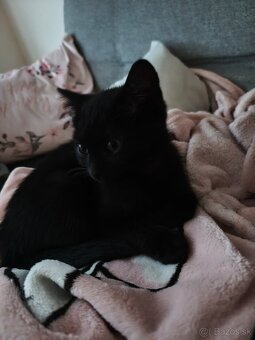 Darujem čierne mačiatko do dobrých rúk - 2