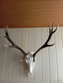 Predám jelenie parohy - 2