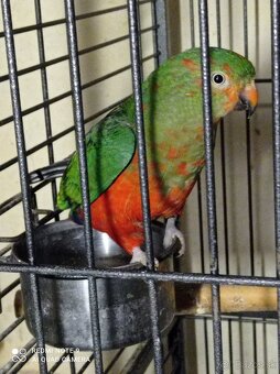 Papagáj kráľovský - 2