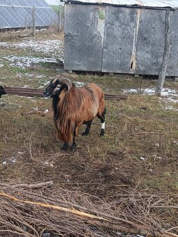 Kamerunský baran - 2